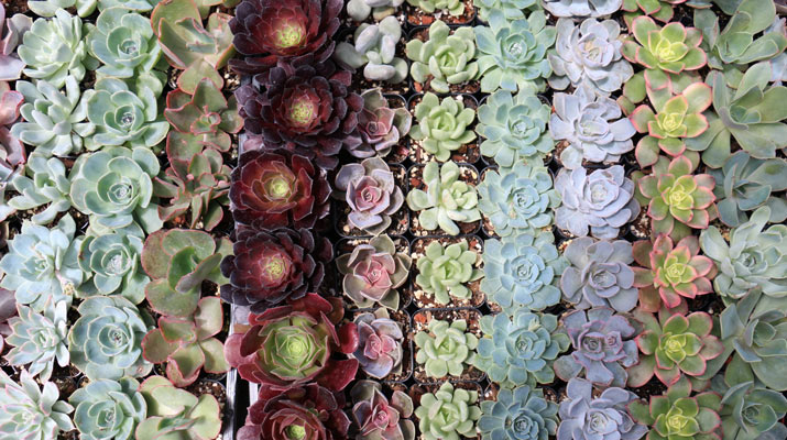 rows of succulents at carlmont village shopping center