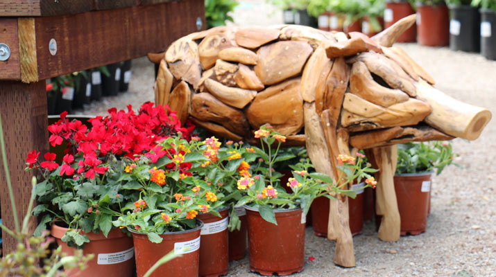 garden store flowers with decorative driftwood pig